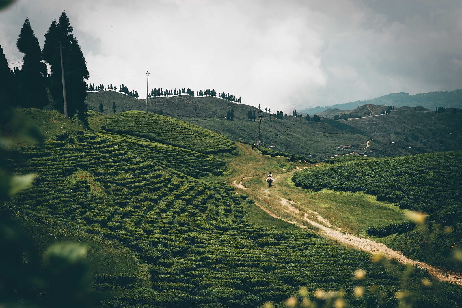 Tea garden sunrise, Kanyam